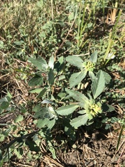 Euphorbia davidii