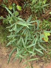 Comptonia peregrina