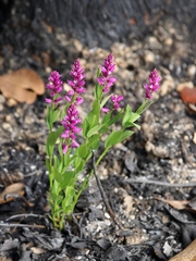 Polygala poaya