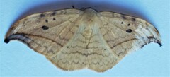 Drepana arcuata