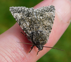 Acronicta megacephala