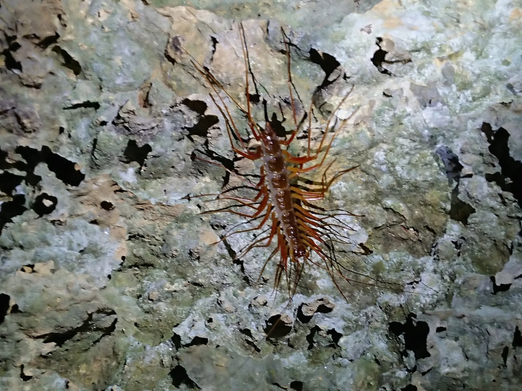 Scutigeridae from 台灣高雄市 on August 13, 2022 at 07:35 PM by Benny Wu ...