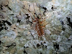 Scutigeridae