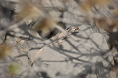 Microlophus