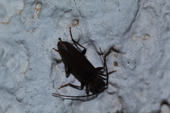 Arhopalus ferus