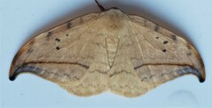Drepana arcuata