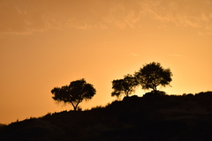 Quercus rotundifolia
