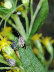 Bruchinae