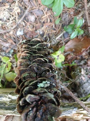 Pucciniastrum areolatum