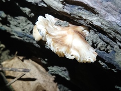 Pluteus longistriatus