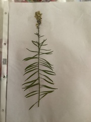 Linaria vulgaris