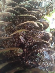 Pucciniastrum areolatum