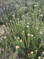 Leucospermum truncatulum