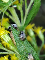 Bruchinae