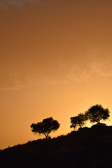 Quercus rotundifolia