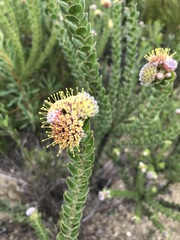 Leucospermum truncatulum