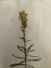 Linaria vulgaris