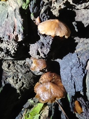 Psathyrella piluliformis