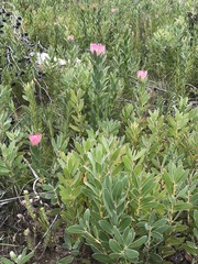 Protea compacta