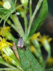 Bruchinae