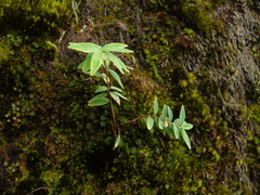 Hypericum leschenaultii