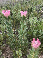 Protea compacta