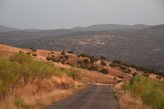 Quercus rotundifolia