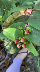 Hypericum androsaemum