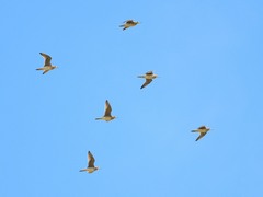 Bartramia longicauda