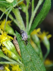 Bruchinae