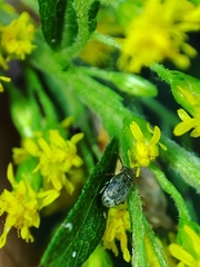 Bruchinae