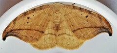 Drepana arcuata