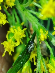 Bruchinae