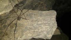Leiobunum limbatum