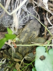 Bufo spinosus