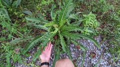 Cirsium