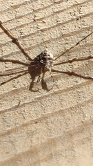 Dicranopalpus ramosus