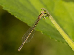 Ischnura asiatica