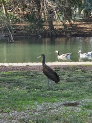 Aramus guarauna