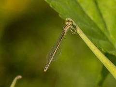 Ischnura asiatica