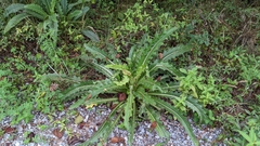 Cirsium