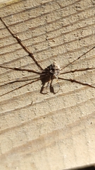 Dicranopalpus ramosus