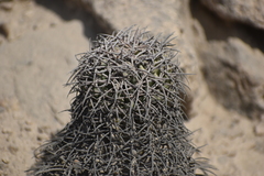 Melocactus peruvianus