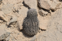 Melocactus peruvianus