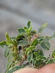Amaranthus albus
