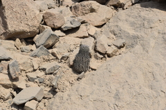 Melocactus peruvianus