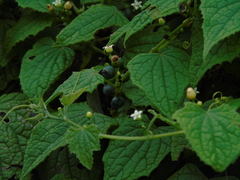 Zehneria
