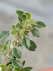 Amaranthus albus
