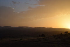 Quercus rotundifolia