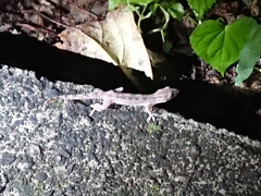 Hemidactylus bowringii